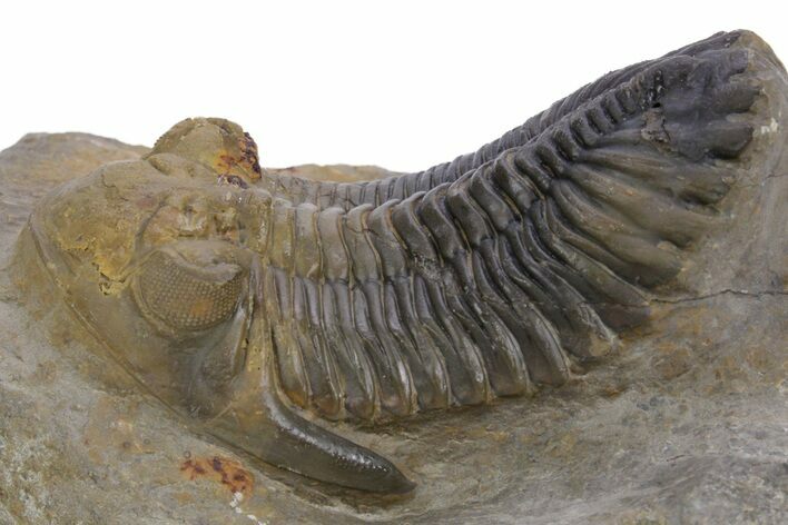 Detailed Hollardops Trilobite Fossil - Multi-Toned Preservation #359499